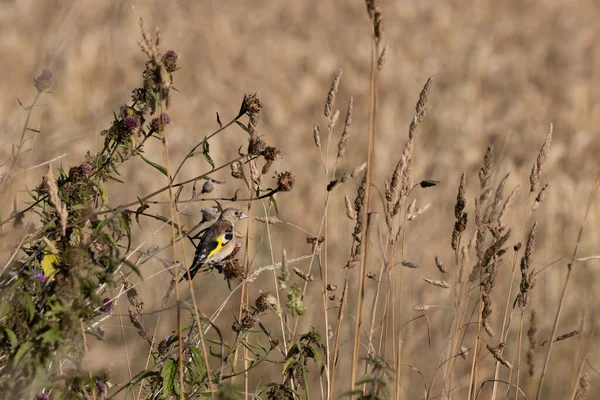 Młodzieńczy Europejski Goldfinch Cieszący Się Letnim Słońcem — Zdjęcie stockowe