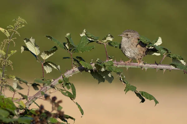 Çit Aktörü (Dunnock) Sussex 'te bir çalıya tünedi