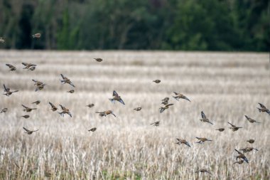 Linnets (Linaria cannabina) yakın zamanda hasat edilen bir tecavüz sahasında uçarken