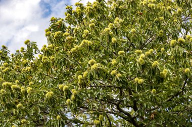 Tatlı Kestane (Castanea sativa) ve olgunlaşmamış kestaneler