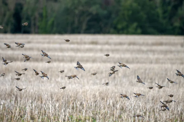 Linnets Comunes Linaria Cannabina Vuelo Sobre Campo Violación Recientemente Cosechado — Foto de Stock