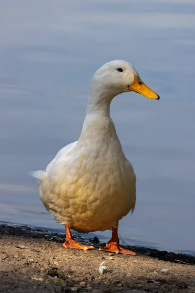 Pato Blanco Borde Del Lago Hedgecourt Cerca East Grinstead — Foto de Stock