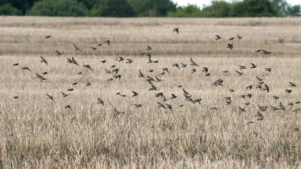 Common Linnets Linaria Cannabina Flight Recently Harvested Rape Field — Stock Photo, Image