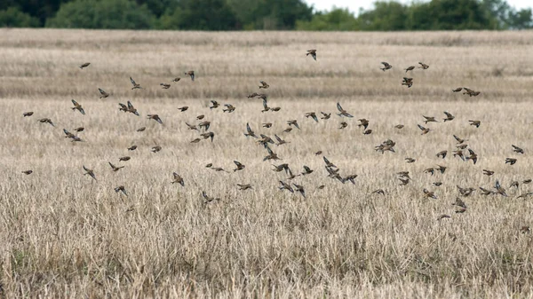 Vanlig Linnet Linaria Cannabina Flygning Över Ett Nyligen Skördat Rapsfält — Stockfoto