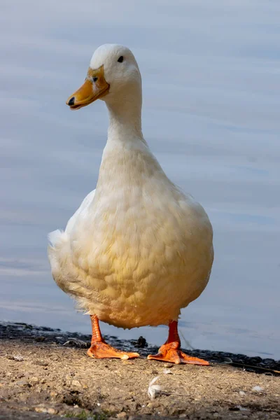 Pato Blanco Borde Del Lago Hedgecourt Cerca East Grinstead —  Fotos de Stock