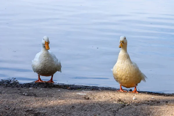 Doğu Grinstead yakınlarındaki Hedgecourt Gölü kıyısında beyaz ördekler.