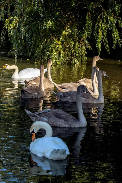 Höckerschwäne Und Cygnets Sonnenschein Hedgecourt Lake — Stockfoto