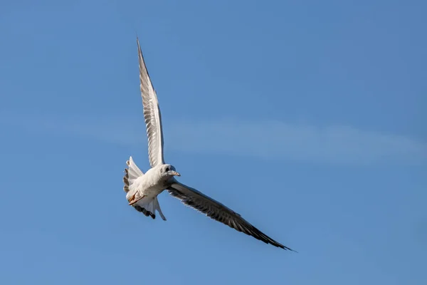 Gaviota Cabeza Negra Chroicocephalus Ridibundus Volando Sobre Lago Hedgecourt —  Fotos de Stock