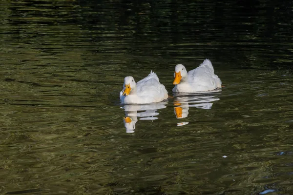 White Ducks Swimming Hedgecourt Lake East Grinstead — Stock Photo, Image