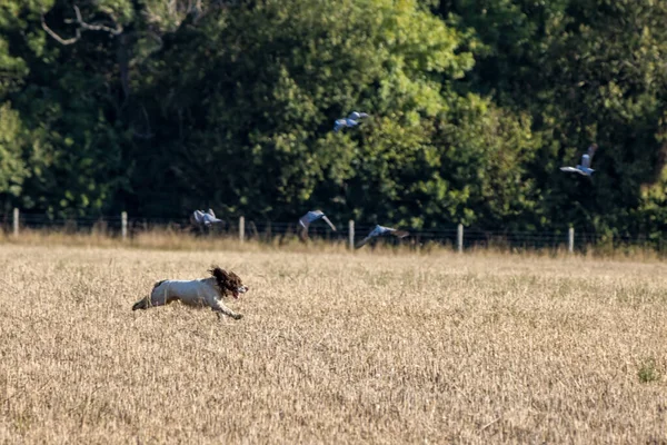 イースト グラントの近くで最近収穫された小麦畑を駆け抜ける犬 — ストック写真