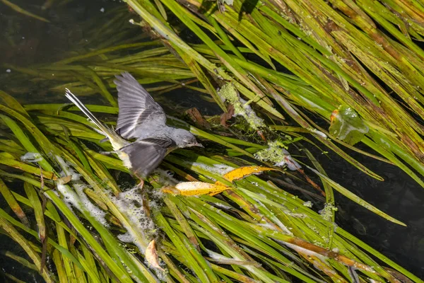 Wagtail Amarelo Juvenil Motacilla Flava Caminhando Sobre Folhas Verdes Rio — Fotografia de Stock