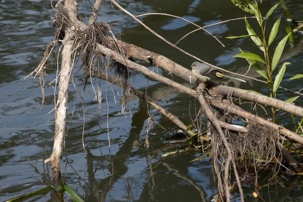 Genç Sarı Wagtail (Motacilla flava) Midhurst 'taki Rother Nehri' nin kıyısında dinleniyor.