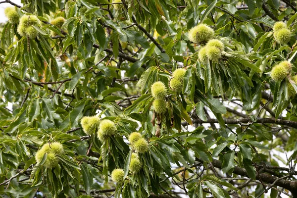 Sweet Chestnut (Castanea sativa)  with unripe chestnuts in summertime