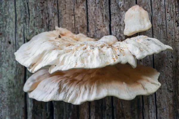 Batı Sussex 'te Midhurst yakınlarındaki bir ağaçta yetişen bileklik mantarı.