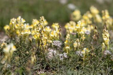 Tereyağı ve yumurta (Linaria vulgaris Mill.) Alfriston, Doğu Sussex yakınlarındaki South Downs 'da yetişiyor.