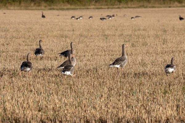 Greylag Geese Anser Anser Покоится Недавно Собранном Пшеничном Поле — стоковое фото