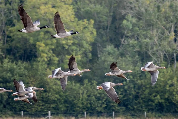 Gansos Greylag Anser Anser Sobrevolando Campo Trigo Recientemente Cosechado —  Fotos de Stock