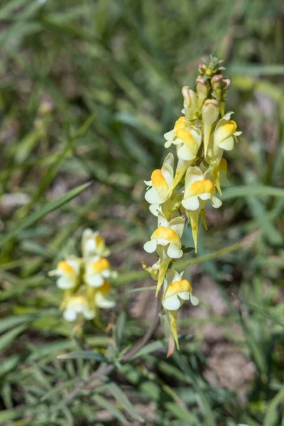 Butter Eggs Linaria Vulgaris Mill Growing South Downs Alfriston East — Stock Photo, Image
