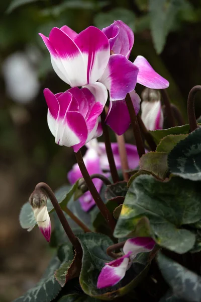 Pink White Cyclamen Persicum Full Bloom English Garden — Stock Photo, Image