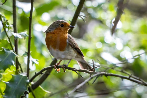 Robin Bir Yaz Gününde Bir Ağaçta Uyanık Görünüyor — Stok fotoğraf