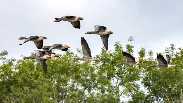 Gansos Greylag Anser Anser Voando Sobre Campo Trigo Recentemente Colhido — Fotografia de Stock