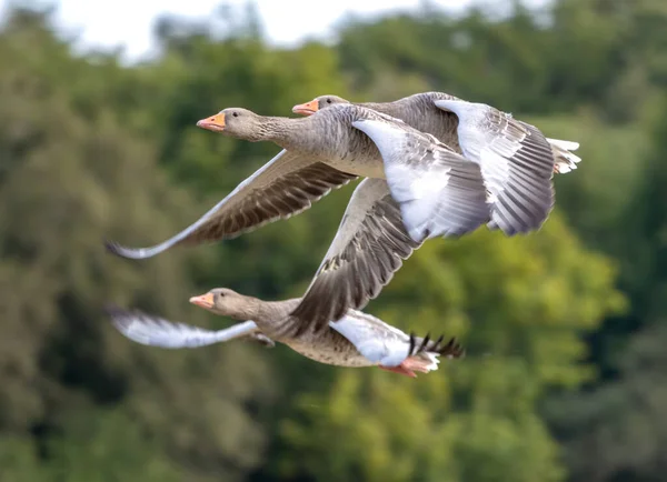 Greylag Hanhet Anser Anser Jotka Lentävät Äskettäin Korjatun Vehnäpellon Yli — kuvapankkivalokuva