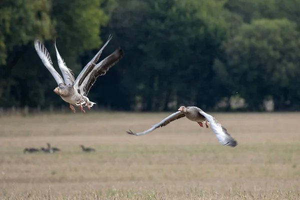 Greylag Geese Anser Anser Flying Recently Harvested Wheat Field — Stock Photo, Image