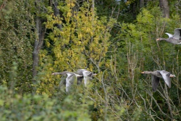 Gansos Greylag Anser Anser Sobrevolando Campo Trigo Recientemente Cosechado — Foto de Stock