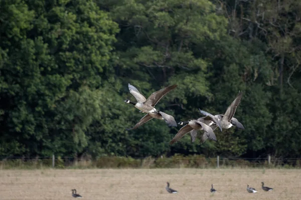 最近収穫された小麦畑を飛んでいるカナダのGeese Branta Canadensis — ストック写真