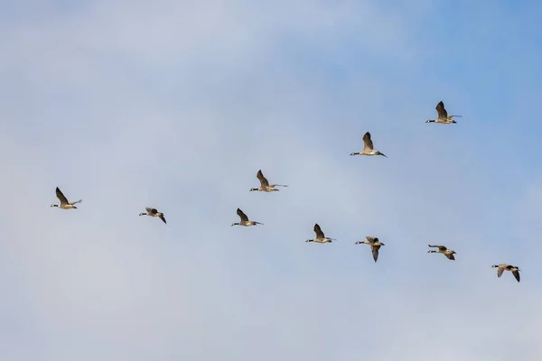 Kanadan Hanhet Lentävät Pelloilla Lähellä Itä Grinsteadia — kuvapankkivalokuva