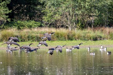 Kanada Kazları (Branta canadensis) Sussex 'te bir göle varıyor