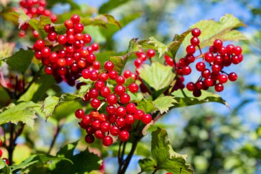 Kara Haw (Viburnum opulus) yaz sonunda çok sayıda kırmızı dut üretir