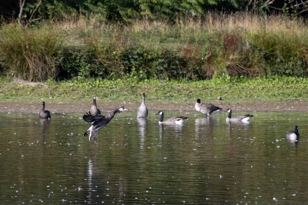 Canada Geese Branta Canadensis Arriving Lake Sussex — Stock Photo, Image