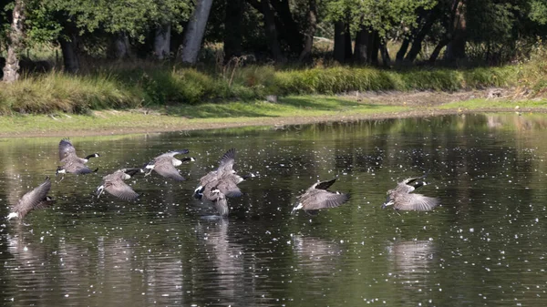 Kanadyjskie Gęsi Branta Canadensis Przybywające Nad Jezioro Sussex — Zdjęcie stockowe