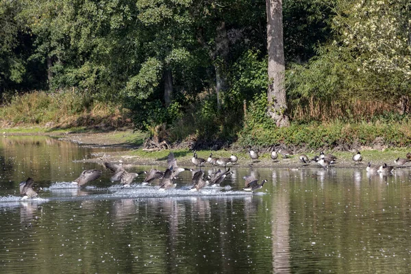 Kanadyjskie Gęsi Branta Canadensis Przybywające Nad Jezioro Sussex — Zdjęcie stockowe