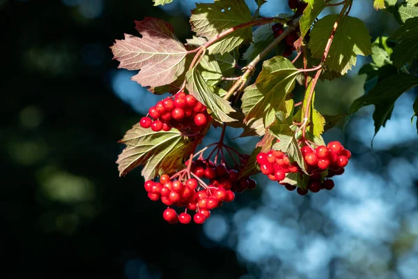 Black Haw Viburnum Opulus Производит Много Красных Ягод Конце Лета — стоковое фото