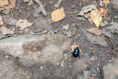 Bok Böceği (Scarabaeinae) orman zemininde yürüyor