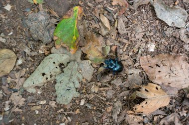 Bok Böceği (Scarabaeinae) orman zemininde yürüyor