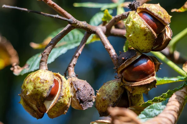 Frutto Maturo Dell Ippocastano Comunemente Chiamato Conkers — Foto Stock