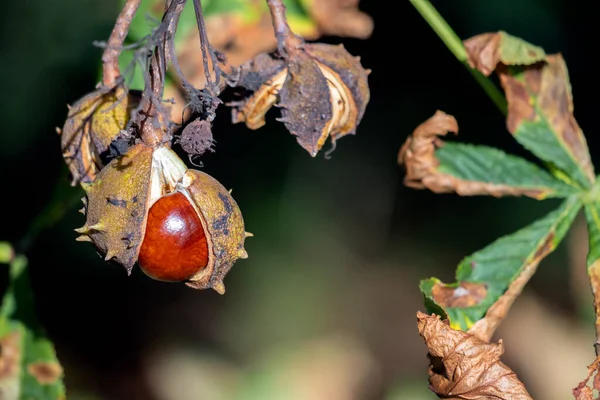 Kestanesi Ağacı Nın Olgun Meyveleri — Stok fotoğraf