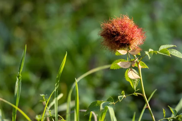 Common Briar Rosa Canina Yaz Sonlarında Çiçek Açmayı Bitirdi — Stok fotoğraf