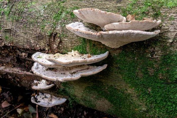 Hongos Estantería También Llamados Hongos Paréntesis Basidiomicetos Que Crecen Árbol —  Fotos de Stock