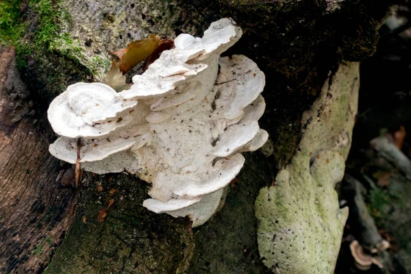 Regalpilz Auch Brackepilz Basidiomycete Genannt Wächst Auf Einem Umgestürzten Baum — Stockfoto