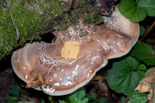 Шельфовые Грибы Называемые Кронштейнами Грибов Basidiomycete Растущих Упавшем Дереве — стоковое фото