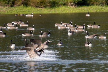 Kanada Kazları (Branta canadensis) Sussex 'te bir göle varıyor
