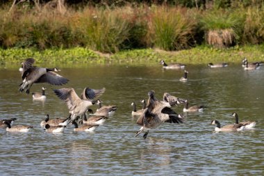 Kanada Kazları (Branta canadensis) Sussex 'te bir göle varıyor