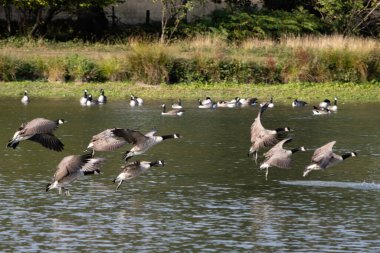 Kanada Kazları (Branta canadensis) Sussex 'te bir göle varıyor