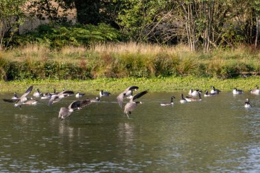 Kanada Kazları (Branta canadensis) Sussex 'te bir göle varıyor
