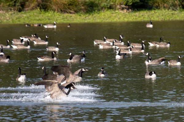 Kanada Kazları (Branta canadensis) Sussex 'te bir göle varıyor