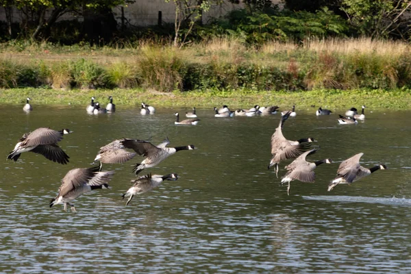 Kanada Kazları (Branta canadensis) Sussex 'te bir göle varıyor